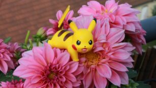 Cute:jwpq3tudfrw= Pokemon