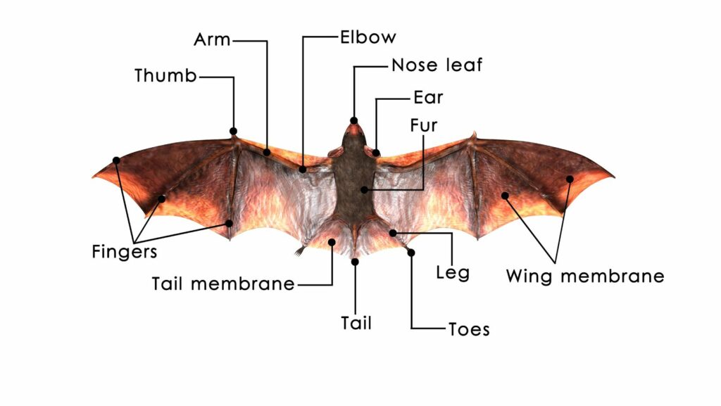 Drawing:ga7fdbumoe0= Bat